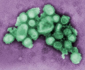 flu virus